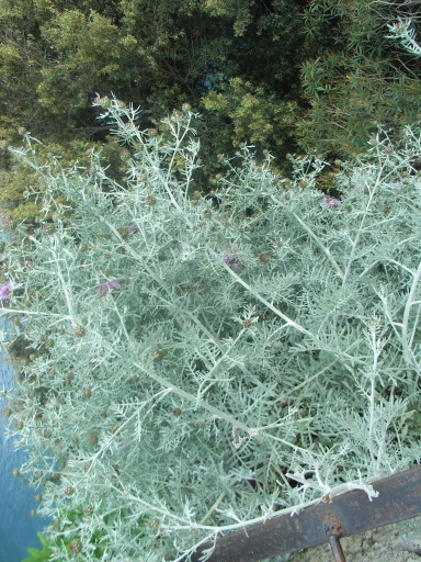 ancora da Capri 2 - Centaurea cineraria